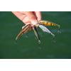 imageBerkley Flicker Shad Fishing Hard BaitFiretail Red Tail