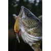 imageBerkley Flicker Shad Fishing Hard BaitFlashy Clown