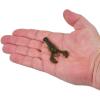 imageBerkley PowerBait MaxScent Lil Super Trooper Fishing Soft BaitGreen PumpkinWatermelon