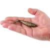 imageBerkley Berkley PowerBait Saltwater The Champ SwimmerDark Night
