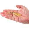 imageBerkley Berkley PowerBait Saltwater The Champ SwimmerGold