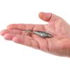 imageBerkley Berkley PowerBait Saltwater The Champ SwimmerHD Pinfish