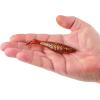 imageBerkley Berkley PowerBait Saltwater The Champ SwimmerRoot Beer Gold