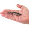 imageBerkley Berkley PowerBait Saltwater The Champ SwimmerSilver Flash