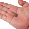 imageBerkley Gulp Alive Stonefly Fishing Soft BaitSmog
