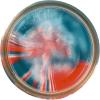 imageBerkley Gulp Trout Fishing Dough BaitAmerican Pie