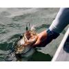 imageBerkley Power Blade Compact Fishing SpinnerbaitsBama BreamGreen Pumpkin  Gold