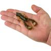 imageBerkley PowerBait Clatter Craw Fishing Soft BaitGreen Pumpkin