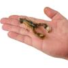 imageBerkley PowerBait Clatter Craw Fishing Soft BaitGreen Pumpkin Crme