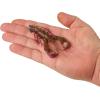 imageBerkley PowerBait Clatter Craw Fishing Soft BaitPeanut Butter and Jelly