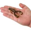 imageBerkley PowerBait Clatter Craw Fishing Soft BaitSwamp Craw