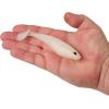 imageBerkley PowerBait Unrigged CullShad Fishing Soft BaitAlbino