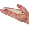 imageBerkley PowerBait Unrigged CullShad Fishing Soft BaitAlbino