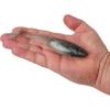 imageBerkley PowerBait Unrigged CullShad Fishing Soft BaitElectric Shad