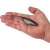 imageBerkley PowerBait Unrigged CullShad Fishing Soft BaitElectric Shad