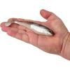 imageBerkley PowerBait Unrigged CullShad Fishing Soft BaitGreen Pumpkin Pearl White