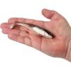 imageBerkley PowerBait Unrigged CullShad Fishing Soft BaitGreen Pumpkin Pearl White