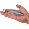imageBerkley PowerBait Unrigged CullShad Fishing Soft BaitHD Blue Shad