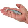 imageBerkley PowerBait Unrigged CullShad Fishing Soft BaitHD Blue Shad