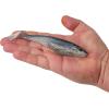 imageBerkley PowerBait Unrigged CullShad Fishing Soft BaitHD Ghost Gizzard