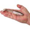 imageBerkley PowerBait Unrigged CullShad Fishing Soft BaitHD Rainbow Trout