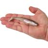 imageBerkley PowerBait Unrigged CullShad Fishing Soft BaitHD Rainbow Trout