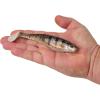 imageBerkley PowerBait Unrigged CullShad Fishing Soft BaitHD Yellow Perch