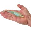 imageBerkley PowerBait Unrigged CullShad Fishing Soft BaitHitch