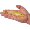 imageBerkley PowerBait Unrigged CullShad Fishing Soft BaitLime Ice