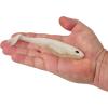 imageBerkley PowerBait Unrigged CullShad Fishing Soft BaitSight Flash