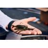 imageBerkley SlobberKnocker Fishing JigGreen Pumpkin PowerStinger Kit