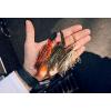 imageBerkley SlobberKnocker Fishing JigGreen Pumpkin Shad