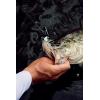 imageBerkley SlobberKnocker Fishing JigGreen Pumpkin Shad