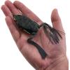 imageBerkley Swamp Lord Hollow Body Frog Fishing BaitBully