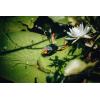 imageBerkley Swamp Lord Hollow Body Frog Fishing BaitBurnt Bone