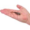 imageBerkley Berkley PowerBait Power Switch Fishing Soft BaitGreen Pumpkin
