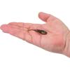 imageBerkley Berkley PowerBait Power Switch Fishing Soft BaitGreen Pumpkin