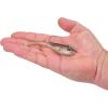 imageBerkley Berkley PowerBait Power SwitchHD Blacknose Shiner