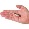 imageBerkley Berkley PowerBait Power SwitchHD Red Belly Goby