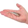 imageBerkley Berkley PowerBait Power SwitchHD Stealth Minnow