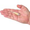 imageBerkley Berkley PowerBait Power SwitchHD White Wizard