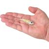 imageBerkley Berkley PowerBait Power SwitchSilver Bullet