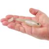 imageBerkley Berkley PowerBait Saltwater CullShadCold Beer
