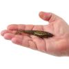 imageBerkley Berkley PowerBait Saltwater CullShadDark Night