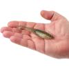 imageBerkley Berkley PowerBait Saltwater CullShadSilver Flash