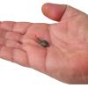 imageBerkley Gulp Alive Tadpole Fishing Soft BaitSmog