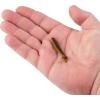 imageBerkley Paddle Tail Trout Fishing Bait 2 in French Pearl Multipurpose Reliable Paddle Tail Actions Eyepopping Colors Multiple Rigging OptionsSun Gill