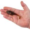 imageBerkley PowerBait Agent E Fishing Soft BaitGreen Pumpkin Red Fleck