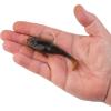 imageBerkley PowerBait Agent E Fishing Soft BaitHD Brown Craw