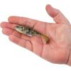 imageBerkley PowerBait Agent E Fishing Soft BaitHD Goby